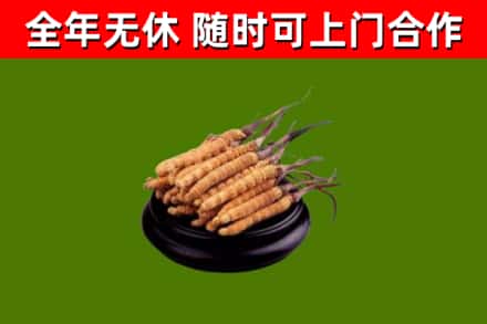 伊春市回收冬虫夏草
